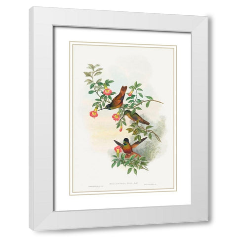 Helianthea eos-Golden Star-frontlet White Modern Wood Framed Art Print with Double Matting by Gould, John