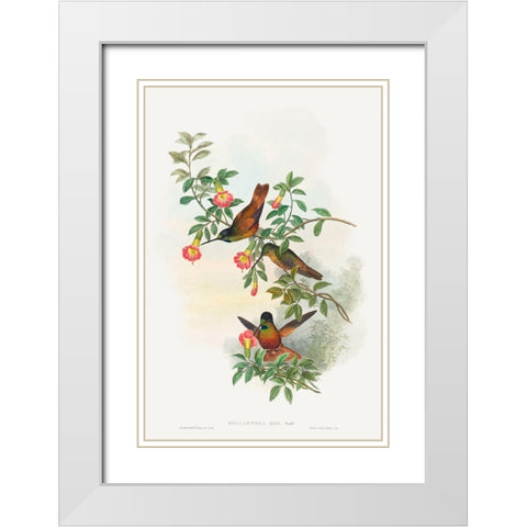 Helianthea eos-Golden Star-frontlet White Modern Wood Framed Art Print with Double Matting by Gould, John