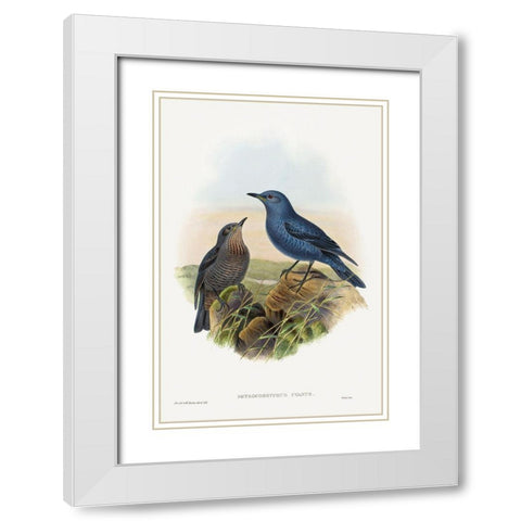 Petrocossyphus cyanus-Blue Rockthrush White Modern Wood Framed Art Print with Double Matting by Gould, John