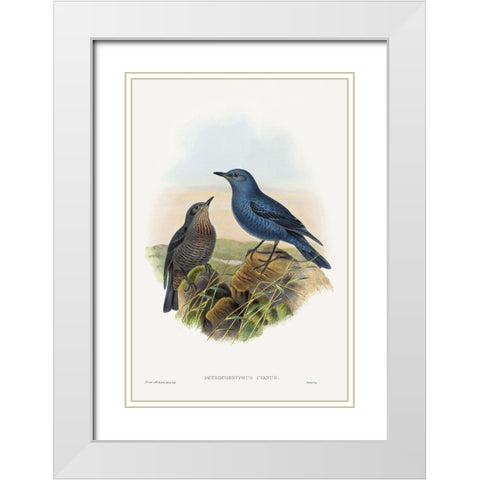 Petrocossyphus cyanus-Blue Rockthrush White Modern Wood Framed Art Print with Double Matting by Gould, John