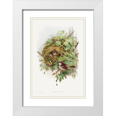 Passer Domesticus-House Sparrow White Modern Wood Framed Art Print with Double Matting by Gould, John