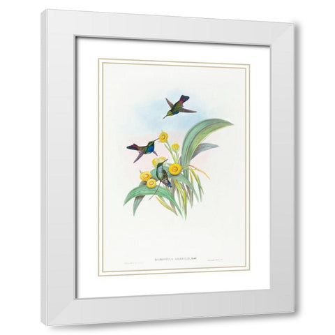Damophila amabilis-Blue-breasted Hummingbird White Modern Wood Framed Art Print with Double Matting by Gould, John
