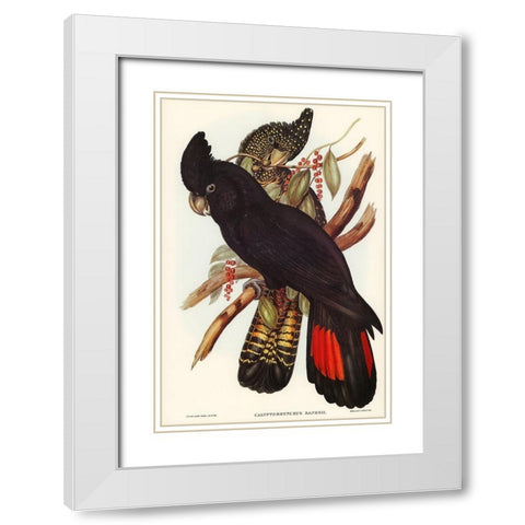 Banksian Cockatoo-Calyptorhynchus Banksii White Modern Wood Framed Art Print with Double Matting by Gould, John