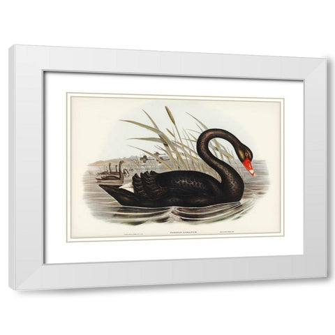 Black Swan-Cygnus atratus White Modern Wood Framed Art Print with Double Matting by Gould, John