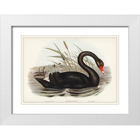 Black Swan-Cygnus atratus White Modern Wood Framed Art Print with Double Matting by Gould, John