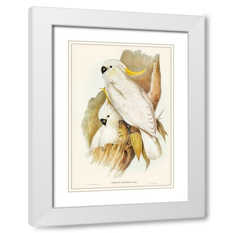 Crested Cockatoo-Cacatua galerita White Modern Wood Framed Art Print with Double Matting by Gould, John