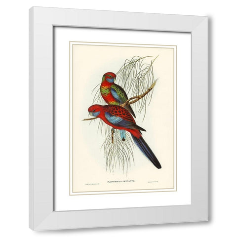 Pennants Parakeet-Platycercus Pennantii White Modern Wood Framed Art Print with Double Matting by Gould, John