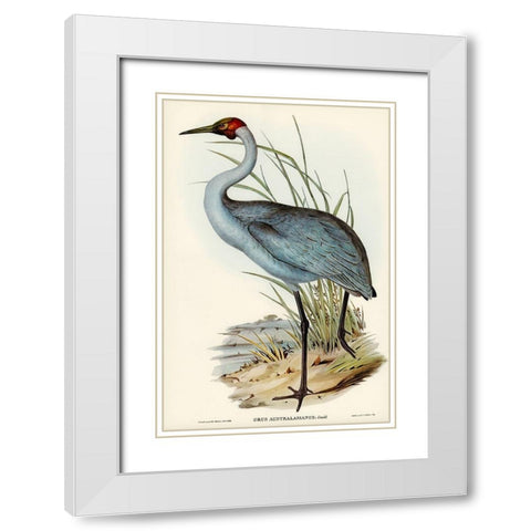 Australian Crane-Grus Australasianus White Modern Wood Framed Art Print with Double Matting by Gould, John
