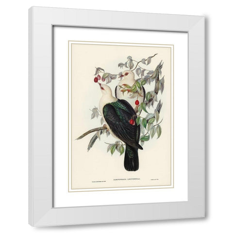 White-headed Fruit Pigeon-Carpophaga leucomela White Modern Wood Framed Art Print with Double Matting by Gould, John