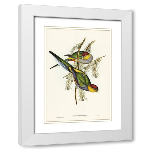 Red-capped Parakeet-Platycercus pileatus White Modern Wood Framed Art Print with Double Matting by Gould, John