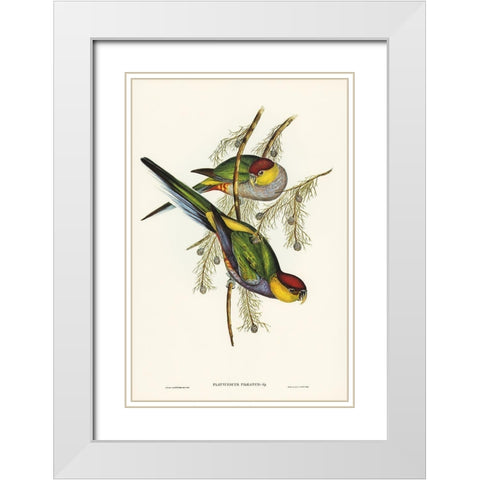 Red-capped Parakeet-Platycercus pileatus White Modern Wood Framed Art Print with Double Matting by Gould, John
