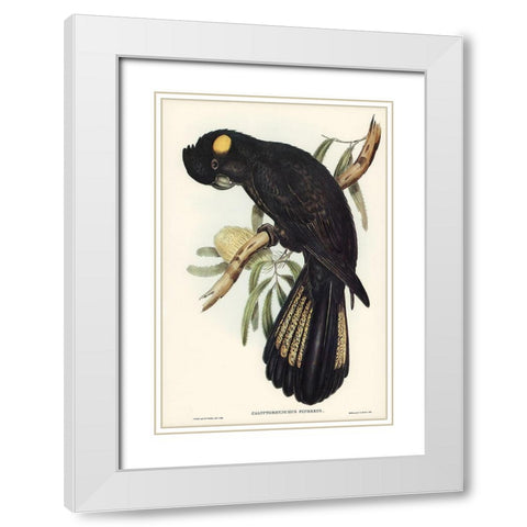 Funereal Cockatoo-Calyptorhynchus funereus White Modern Wood Framed Art Print with Double Matting by Gould, John