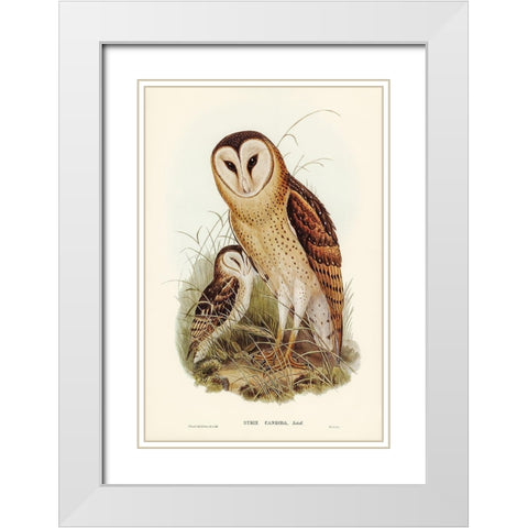 Grass-Owl-Strix candida White Modern Wood Framed Art Print with Double Matting by Gould, John