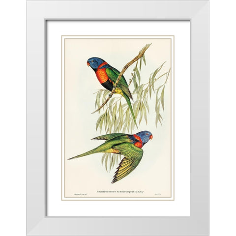 Red-collared Lorikeet-Trichoglossus rubritorquis White Modern Wood Framed Art Print with Double Matting by Gould, John