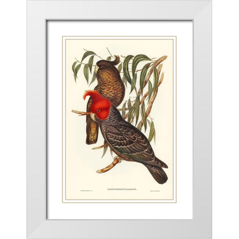 Gang-gang Cockatoo-Callocephalon galeatum White Modern Wood Framed Art Print with Double Matting by Gould, John