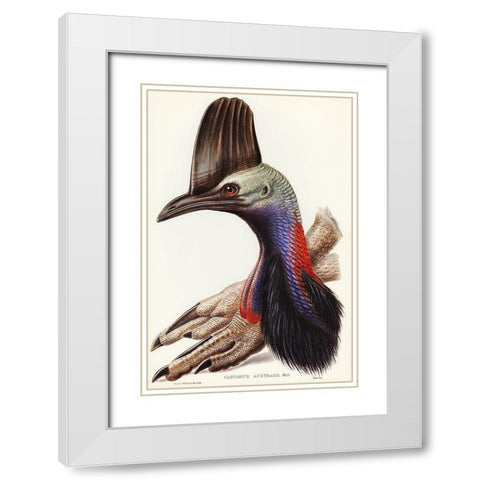 Australian Cassowary-Casuarius australis White Modern Wood Framed Art Print with Double Matting by Gould, John