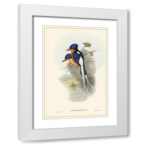 White-tailed Tanysiptera-Tanysiptera Sylvia White Modern Wood Framed Art Print with Double Matting by Gould, John