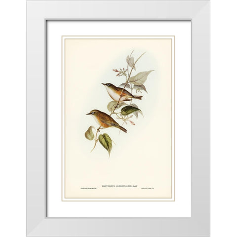 White-breasted Zosterops-Zosterops albogularis White Modern Wood Framed Art Print with Double Matting by Gould, John