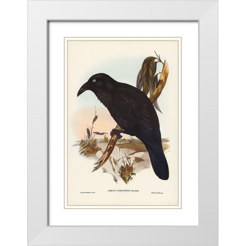 White-eyed Crow-Corvus Coronoides White Modern Wood Framed Art Print with Double Matting by Gould, John