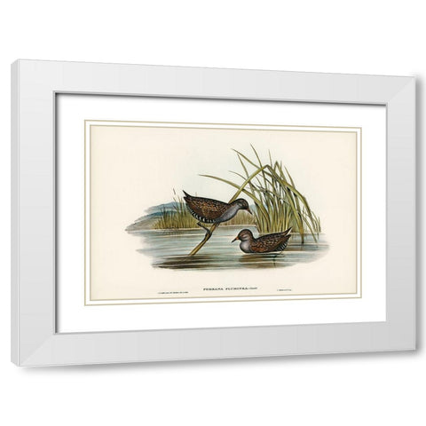 Spotted Water Crake-Porzana fluminea White Modern Wood Framed Art Print with Double Matting by Gould, John