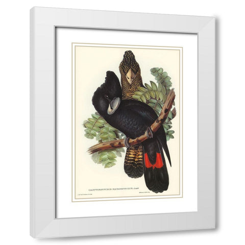 Great-billed Black Cockatoo-Calyptorhynchus macrorhynchus White Modern Wood Framed Art Print with Double Matting by Gould, John