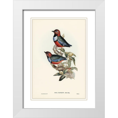 Macklots Pitta-Pitta Mackloti White Modern Wood Framed Art Print with Double Matting by Gould, John