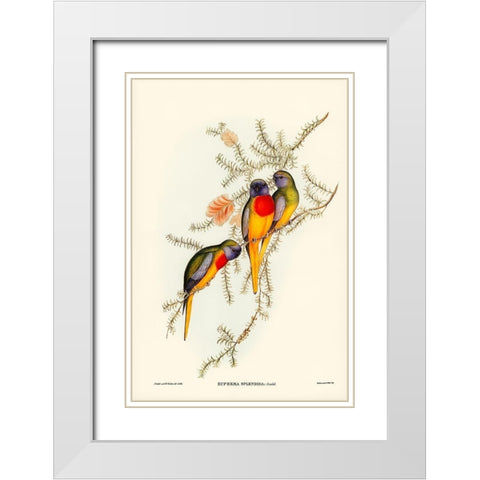 Splendid Grass-Parakeet-Euphema splendida White Modern Wood Framed Art Print with Double Matting by Gould, John