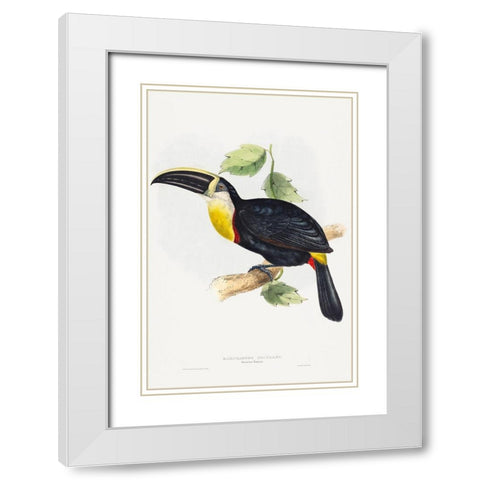 Osculant Toucan-Ramphastos osculans White Modern Wood Framed Art Print with Double Matting by Gould, John