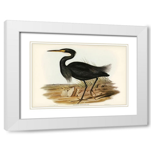 Sombre Egret-Herodias pannosus White Modern Wood Framed Art Print with Double Matting by Gould, John