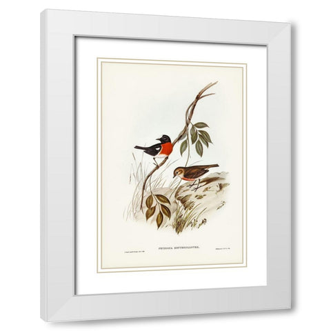 Norfolk Island Robin-Petroica erythrogastra White Modern Wood Framed Art Print with Double Matting by Gould, John