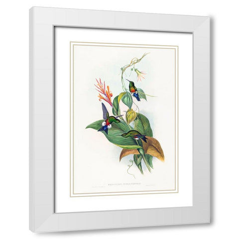 Eriocnemis cupreiventris-Coppery-vented Puff-Leg White Modern Wood Framed Art Print with Double Matting by Gould, John