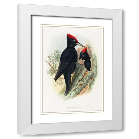 Great Black Woodpecker-Dryocopus martius White Modern Wood Framed Art Print with Double Matting by Gould, John
