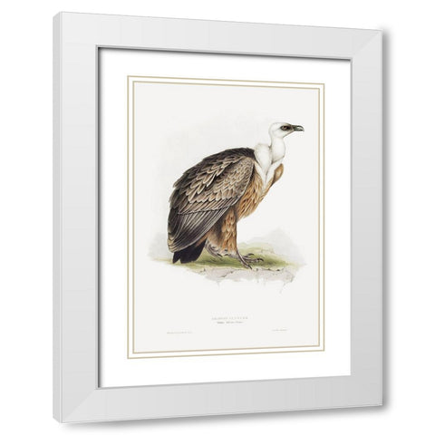 Griffon Vulture White Modern Wood Framed Art Print with Double Matting by Gould, John