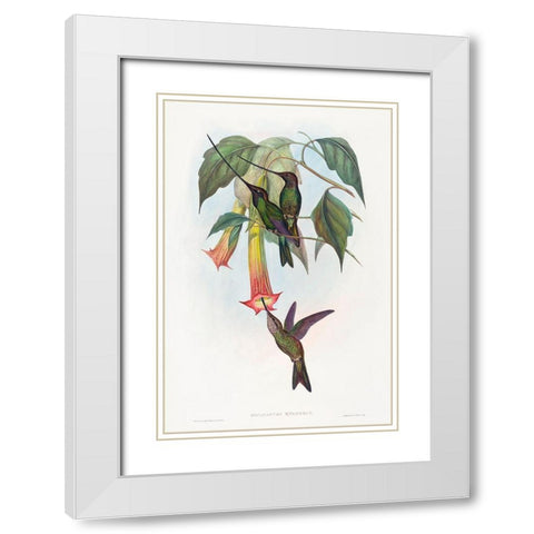 Docimastes ensiferus-Sword-billed Hummingbird White Modern Wood Framed Art Print with Double Matting by Gould, John