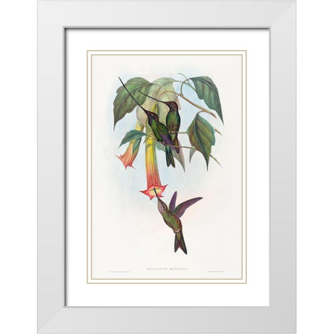 Docimastes ensiferus-Sword-billed Hummingbird White Modern Wood Framed Art Print with Double Matting by Gould, John