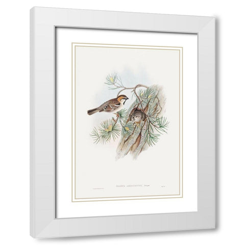 Passer Ammodendri-Severtzow-Turkestan Sparrow White Modern Wood Framed Art Print with Double Matting by Gould, John