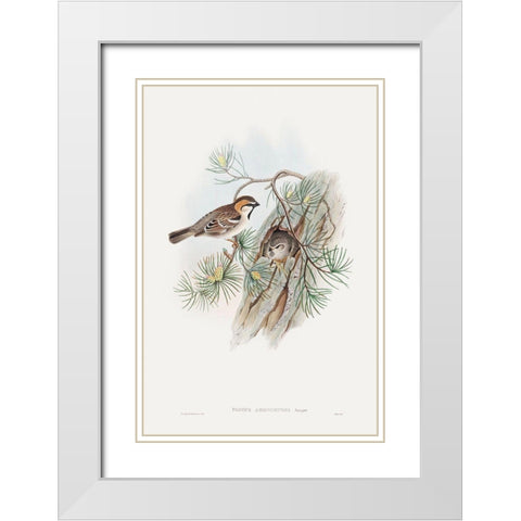 Passer Ammodendri-Severtzow-Turkestan Sparrow White Modern Wood Framed Art Print with Double Matting by Gould, John