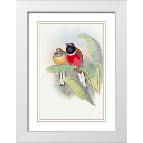 Harpactes Kasumba White Modern Wood Framed Art Print with Double Matting by Gould, John