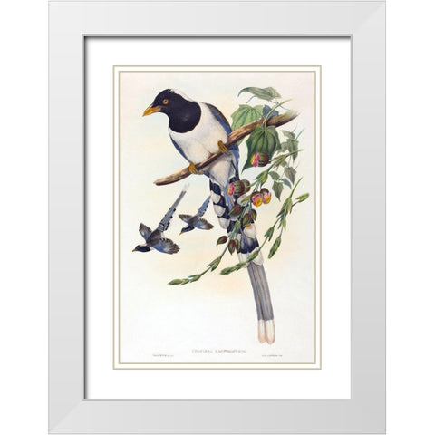 Urocissa magnirostris White Modern Wood Framed Art Print with Double Matting by Gould, John