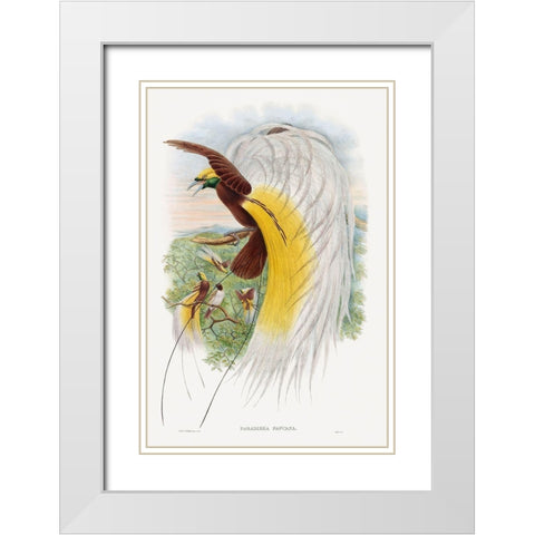 Paradisea Papuana-Papuana Bird of Paradise White Modern Wood Framed Art Print with Double Matting by Gould, John