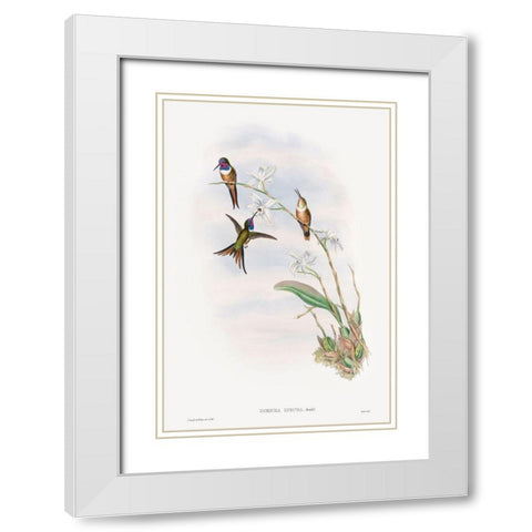 The family of hummingbirds White Modern Wood Framed Art Print with Double Matting by Gould, John