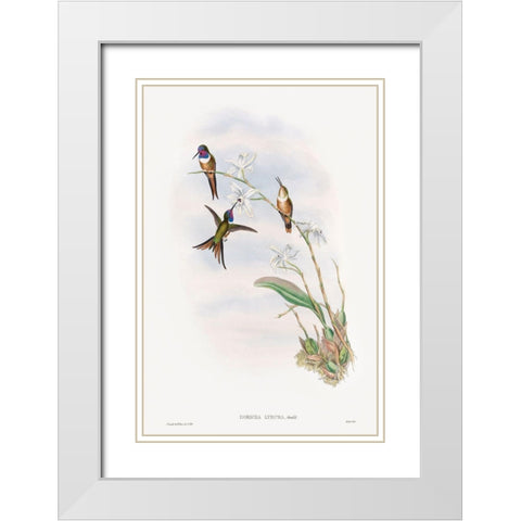 The family of hummingbirds White Modern Wood Framed Art Print with Double Matting by Gould, John