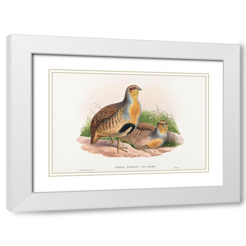 Perdix barbata-Daurian Partridge White Modern Wood Framed Art Print with Double Matting by Gould, John