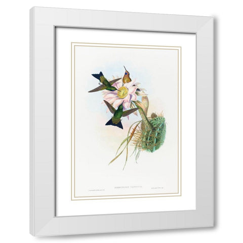 Eriocnemis vestitus-Glowing Puff-Leg White Modern Wood Framed Art Print with Double Matting by Gould, John