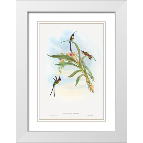 Tharmastura enicura-Slender Shear-Tail White Modern Wood Framed Art Print with Double Matting by Gould, John