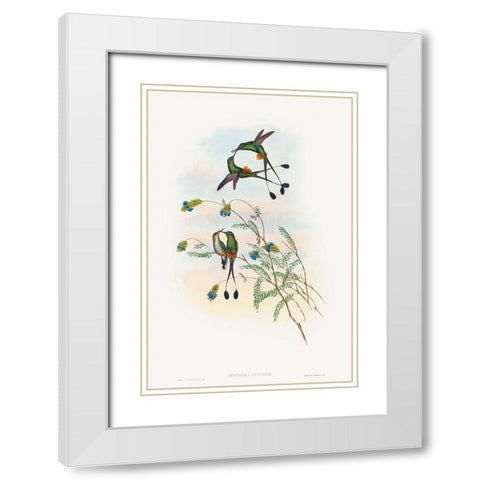 Spathura peruana-Peruvian Racket-Tail White Modern Wood Framed Art Print with Double Matting by Gould, John