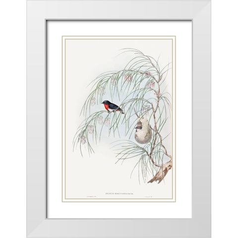 Dicaeum Hirundinaceum-Swallow Diaeumby White Modern Wood Framed Art Print with Double Matting by Gould, John