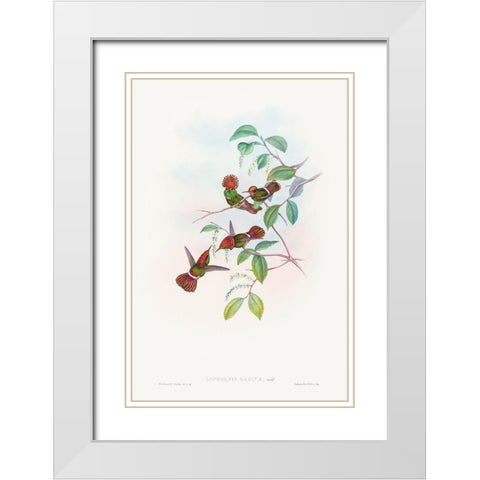 Lophornas reginae-Spangled Coquette White Modern Wood Framed Art Print with Double Matting by Gould, John