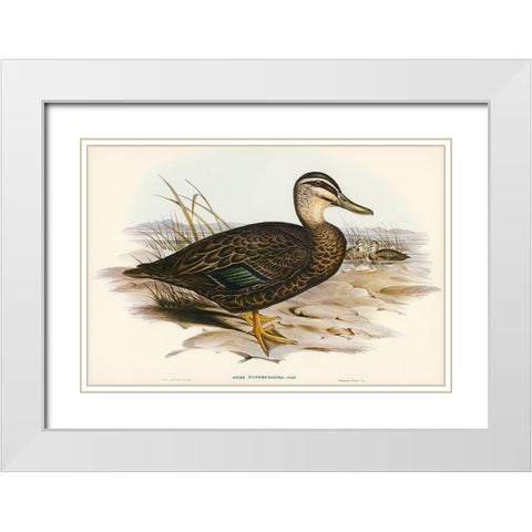 Australian Wild Duck-Anus superciliosa White Modern Wood Framed Art Print with Double Matting by Gould, John
