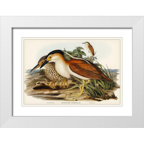 Nankeen Night Heron-Nycticorax Caledonicus White Modern Wood Framed Art Print with Double Matting by Gould, John